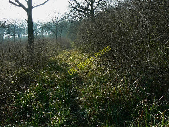 Photo 6"x4" Track west in Ravensroost Wood Minety c2009
