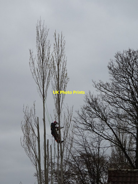 Photo 6"x4" A tree surgeon at work Great Malvern c2021