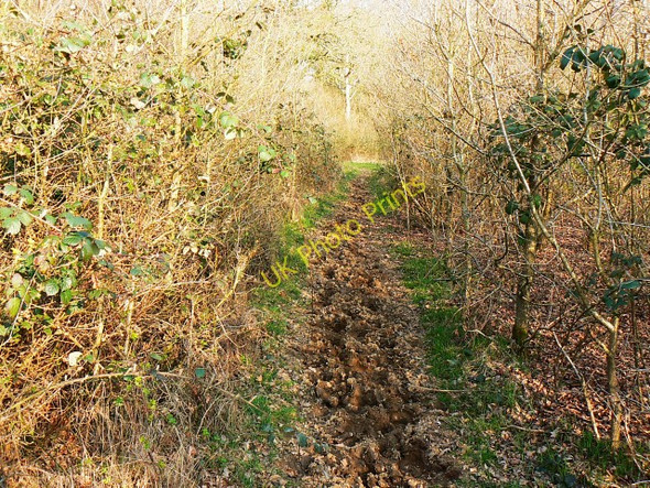 Photo 6"x4" Bridleway to Ravensroost Wood Minety c2009
