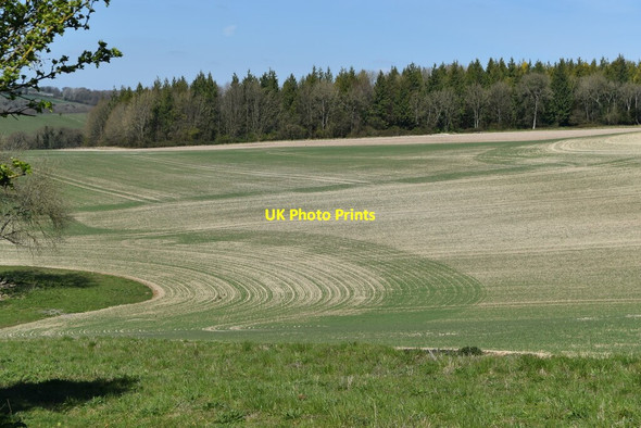 Photo 6"x4" Crop rows in field next to Roman Road Broughton\/SU3032 c2021