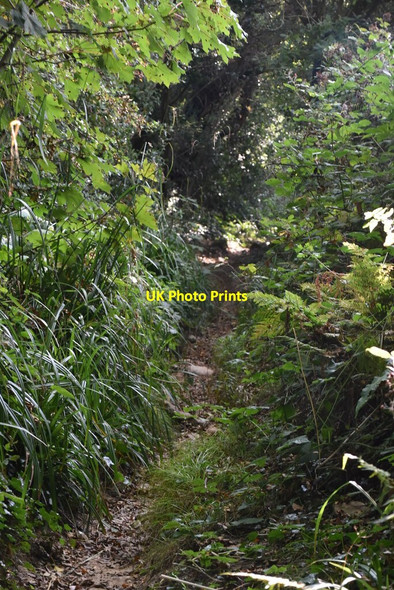 Photo 6"x4" Overgrown bridleway Chapman's Town c2020