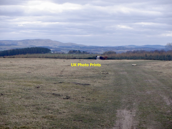 Photo 6"x4" Highland Cattle, Camp Wood Mayfield\/NT3564 c2021