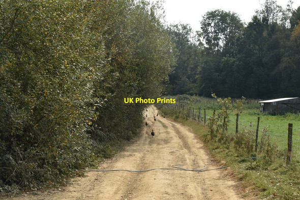 Photo 6"x4" Pheasants on a bridleway Rushlake Green c2020