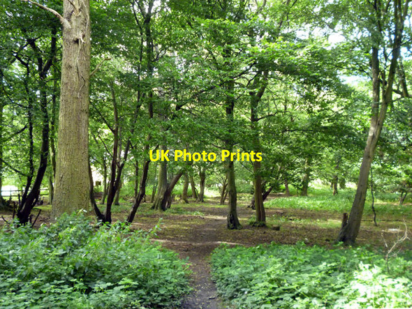 Photo 6"x4" In Duck Wood Harold Hill c2012