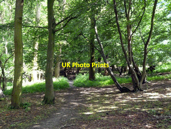 Photo 6"x4" In Duck Wood Harold Hill c2012