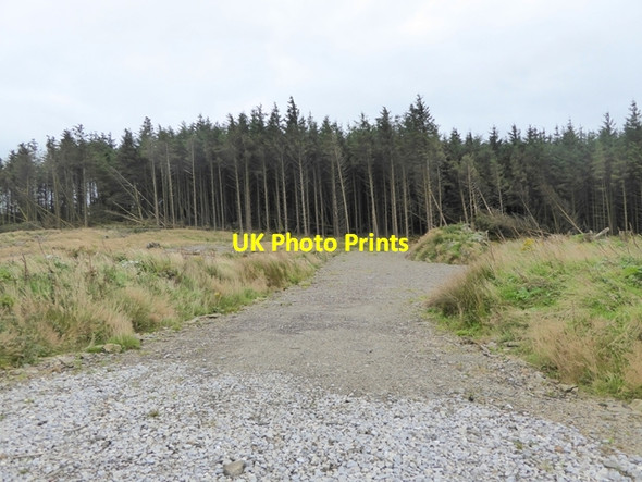 Photo 6"x4" Forest at the Gap Kilbane c2017