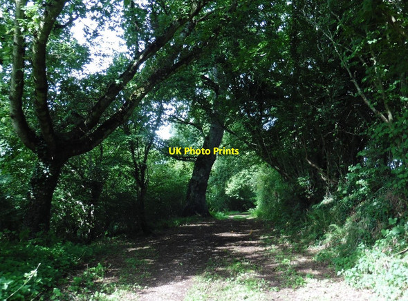 Photo 6"x4" Path to Shobrooke Shobrooke c2017