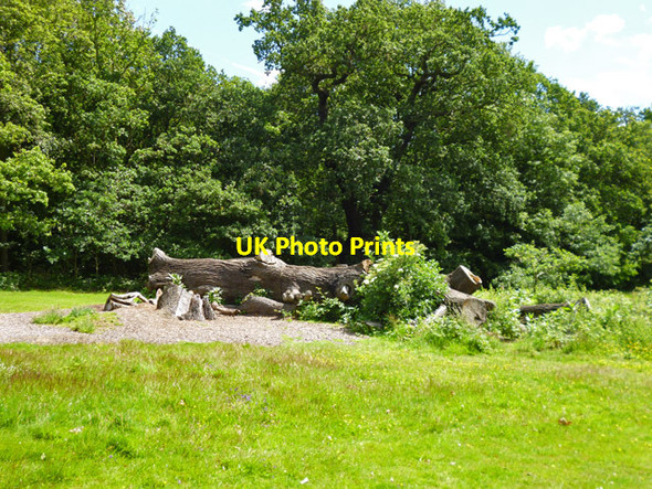 Photo 6"x4" Felled oak, Weald Country Park Brook Street\/TQ5793 c2012