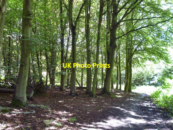 Photo 6"x4" Woodland, Weald Country Park Coxtie Green c2012