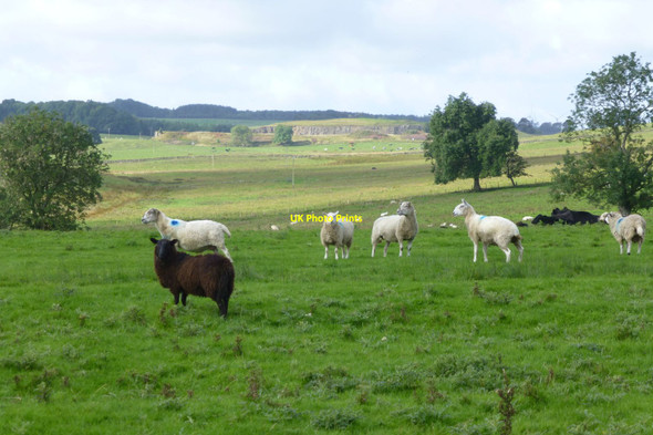 Photo 6"x4" Cattle and sheep in pasture Kirkwhelpington c2017