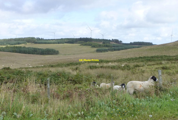 Photo 6"x4" Sheep in rough pasture Ridsdale c2017