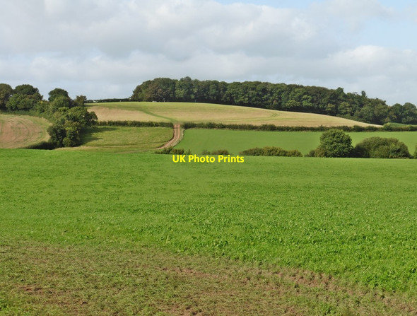 Photo 6"x4" Chilton Copse Perry\/SS8605 c2017