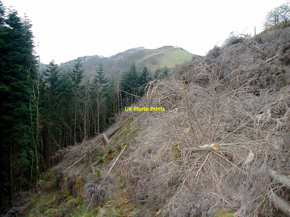 Photo 6"x4" Clear-fell beside the Vale of Rheidol Railway Devil's Bridge\/Pontarfynach c2002