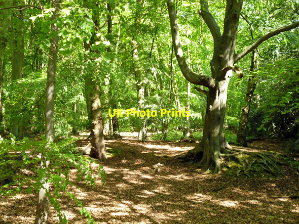 Photo 6"x4" In Warley Gap Brentwood c2012