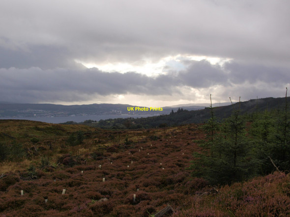 Photo 6"x4" Replanted forest Arden\/NS3684 c2017