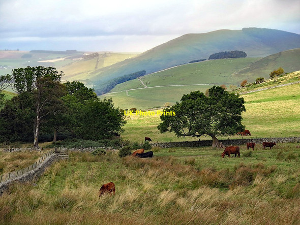 Photo 6"x4" Cattle east of Torleehouse Kirknewton\/NT9130 c2017