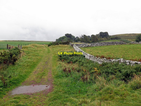 Photo 6"x4" Track east of Humbleton Hill Middleton Hall\/NT9825 c2017
