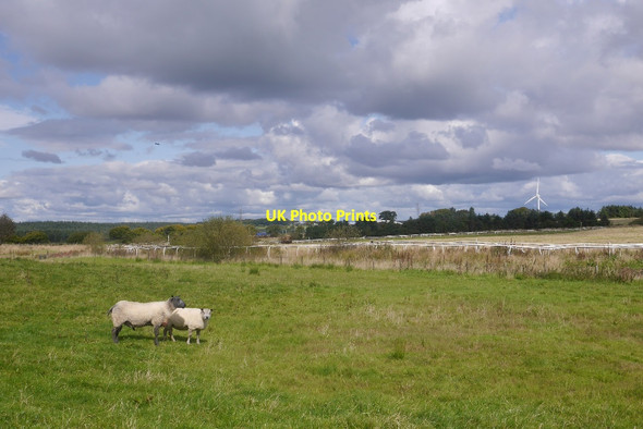 Photo 6"x4" Tups, Greenside Uplawmoor c2017