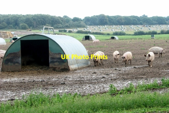 Photo 6"x4" Free-range pigs near Ringland village Ringland\/TG1314 c2017