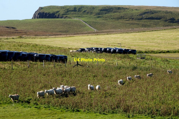 Photo 6"x4" Line of sheep at Lund Underhoull c2017