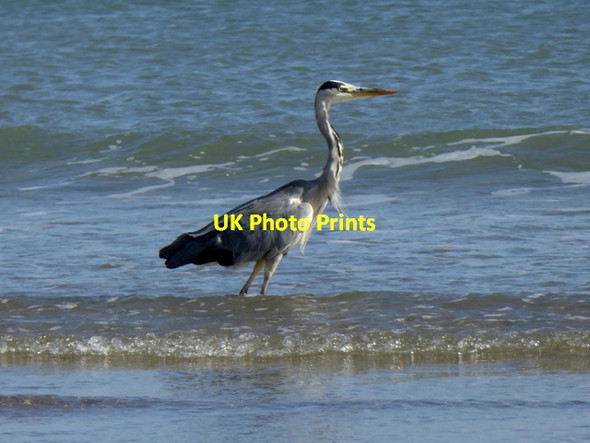 Photo 6"x4" Heron in the sea at Clonea Strand Ballinroad c2017