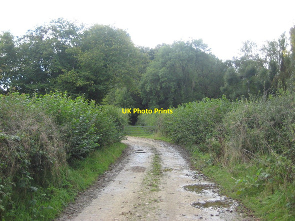 Photo 6"x4" Bridleway to Thorncombe near Shedrick Bridge Gribb c2017
