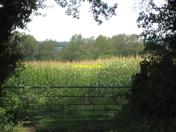 Photo 6"x4" Field of maize off Wheel House Lane Ammerham c2017