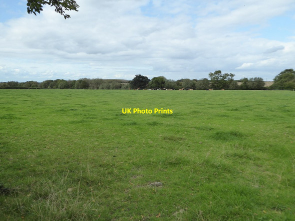 Photo 6"x4" Cattle in a field Stanton\/SP0634 c2017