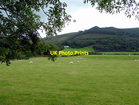 Photo 6"x4" Pasture beside Afon Rheidol Aberffrwd\/SN6878 c2017