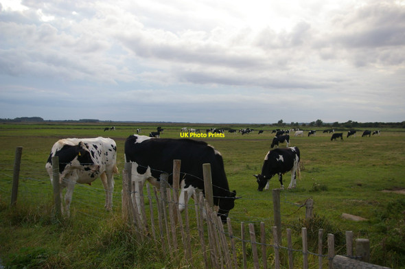 Photo 6"x4" Bullocks on Aldeburgh Marshes Aldeburgh c2017