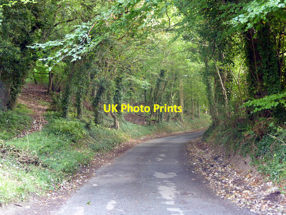 Photo 6"x4" Whitemoor Lane Stubbles c2017