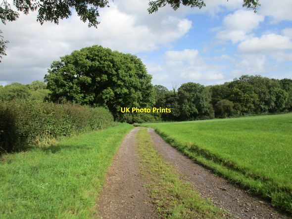 Photo 6"x4" Bridleway to Melbury Osmond Drive End c2017