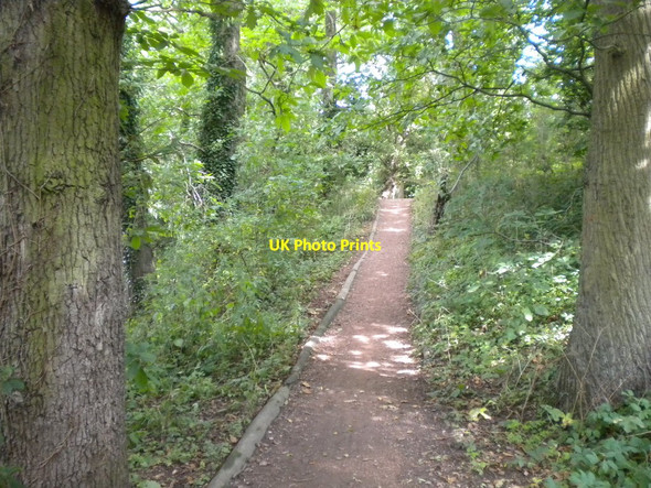 Photo 6"x4" Woodland path near Warp Mill, Papplewick Hucknall c2017