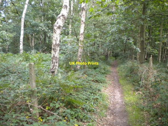 Photo 6"x4" Path in Seven Mile Wood Papplewick c2017
