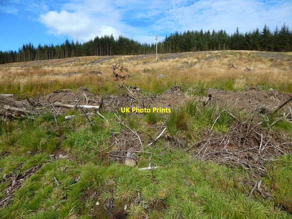 Photo 6"x4" Cleared forestry land Bowling\/NS4473 c2017