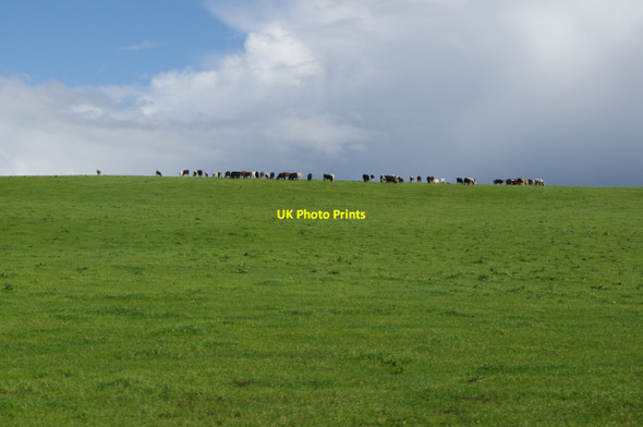 Photo 6"x4" Cattle near Willow Green Acton Bridge c2017