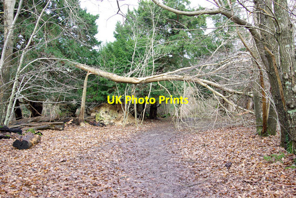 Photo 6"x4" Bridleway, Rewell Wood Binsted c2007