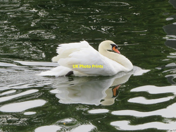 Photo 6"x4" Swan on the Thames by Teddington Lock Teddington\/TQ1670 c2017