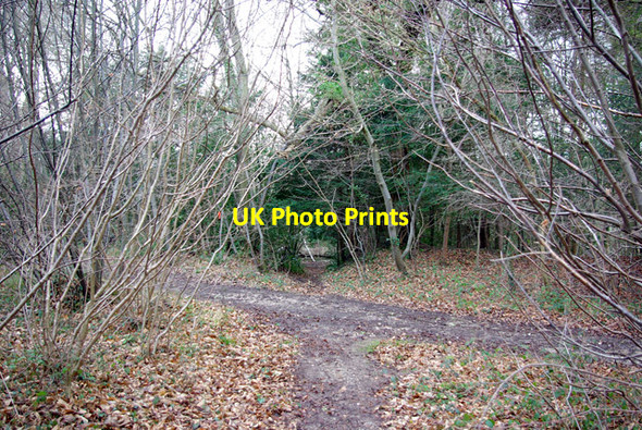 Photo 6"x4" Path junction, Rewell Wood Slindon\/SU9608 c2007