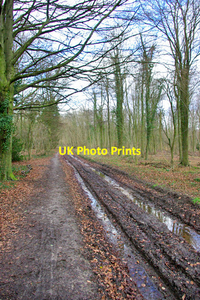Photo 6"x4" Track. Eartham Wood Upwaltham c2007