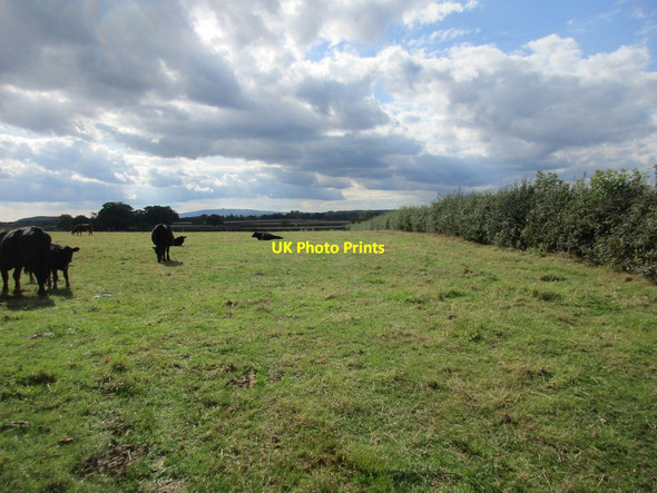 Photo 6"x4" Cattle near Eldersfield Pillows Green c2017