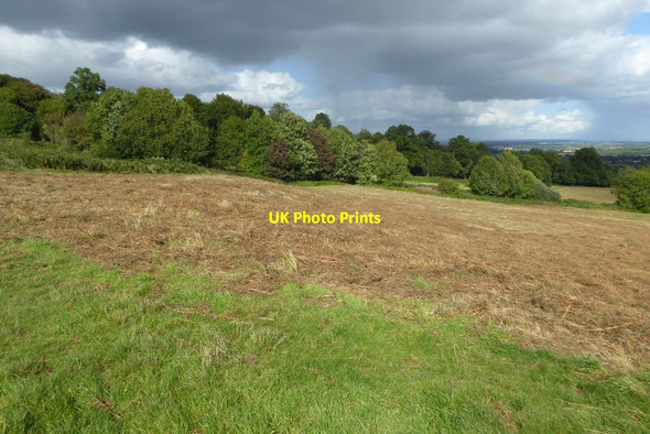 Photo 6"x4" Cut bracken on Malvern Common Great Malvern c2017