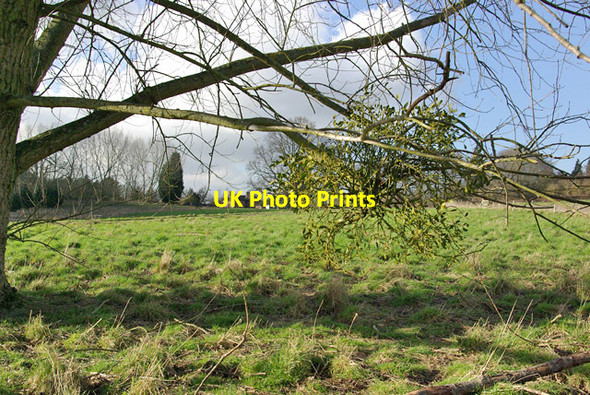 Photo 6"x4" Mistletoe near Roydon Hall Mereworth c2007