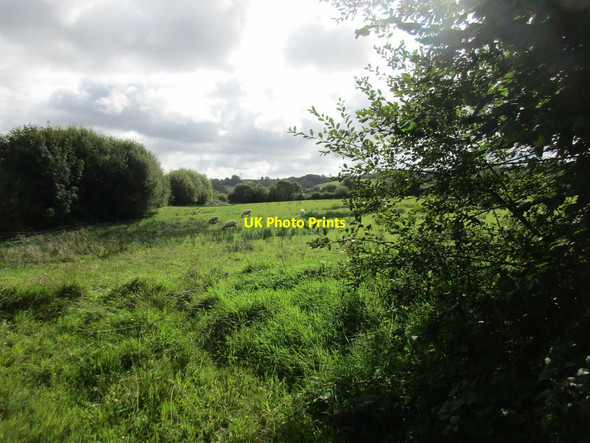 Photo 6"x4" Grass field near Northay Cross Marshalsea c2017