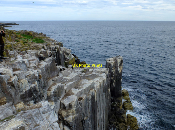 Photo 6"x4" Cliffs on the south side of Inner Farne Seahouses c2017