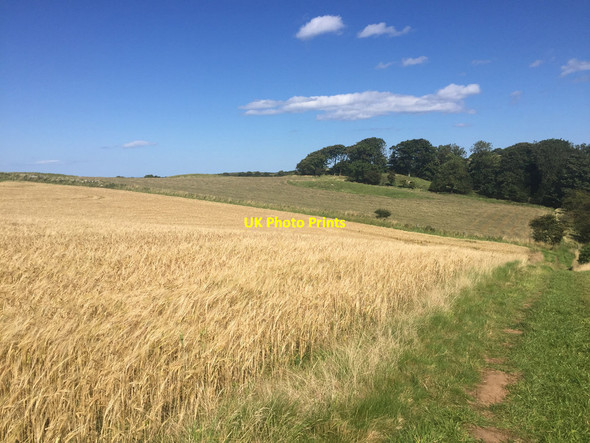 Photo 6"x4" The Northumberland Coast Path near Dukesfield Bamburgh c2017