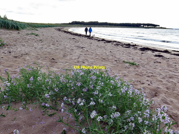 Photo 6"x4" Walking on Yellowcraigs Beach Dirleton\/NT5183 c2017