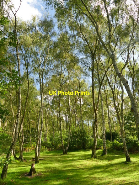 Photo 6"x4" A sunlit glade in Sherwood Forest Edwinstowe c2017