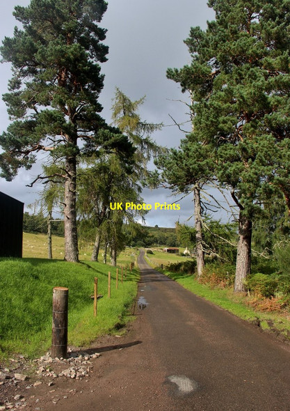 Photo 6"x4" Conifer avenue at Lochussie Jamestown\/NH4756 c2017