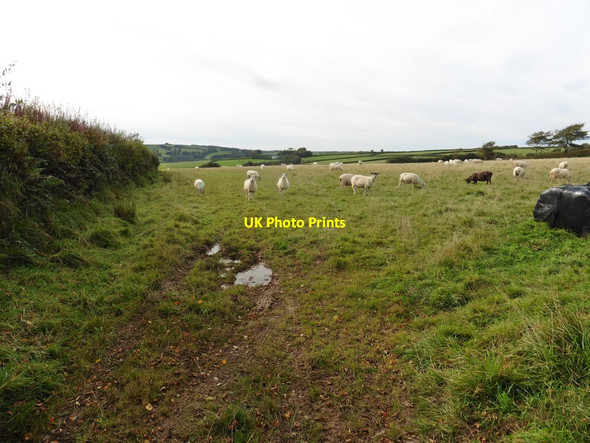 Photo 6"x4" Grazing sheep Lydcott\/SS6936 c2017